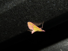 Choristostigma