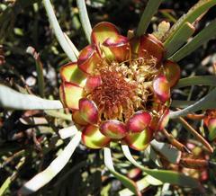 Protea acuminata