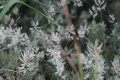 Eragrostis reptans