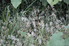 Eragrostis reptans