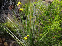 Bobartia robusta