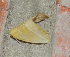 Drepanogynis cambogiaria