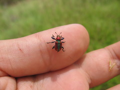Pilolabus viridans