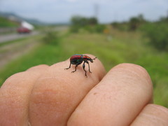 Pilolabus viridans