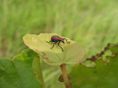 Pilolabus viridans