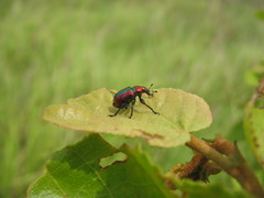 Pilolabus viridans