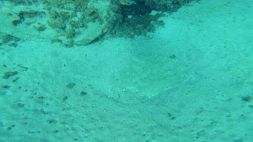 Spiny Butterfly Ray
