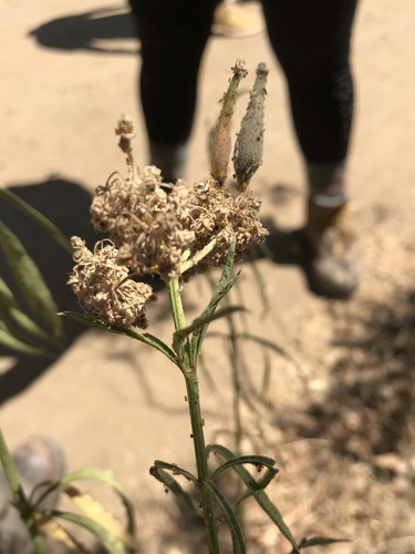 iNaturalist observation photo of narrowleaf milkweed