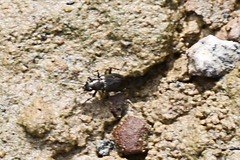 Bembidion americanum