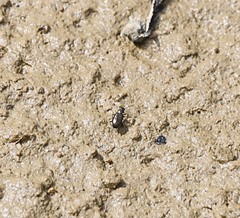 Bembidion americanum