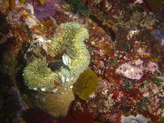 Bunodactis reynaudi