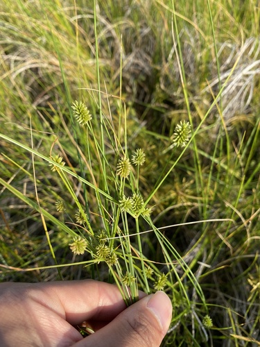 Cyperus retrorsus iNat (1)