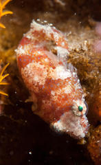 Apletodon pellegrini