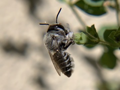 Megachilinae