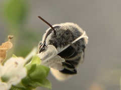 Megachilinae