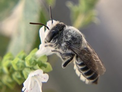 Megachilinae