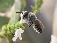 Megachilinae