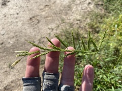 Eriochloa acuminata