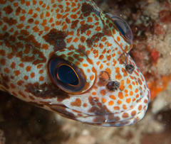 Acanthistius sebastoides