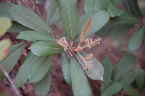 caper (Capparis baducca)