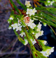 Lachnaea diosmoides