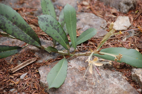 Capparis baducca L.