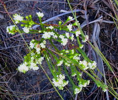 Lachnaea diosmoides