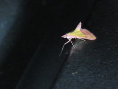 Choristostigma