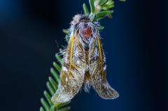 Psycharium pellucens