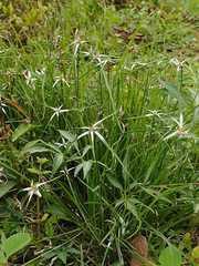 Rhynchospora latifolia