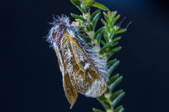 Psycharium pellucens