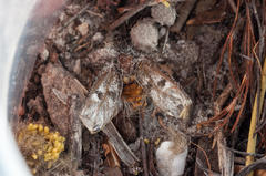 Psycharium pellucens