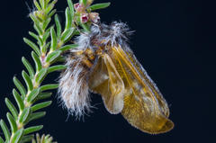 Psycharium pellucens