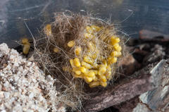 Psycharium pellucens