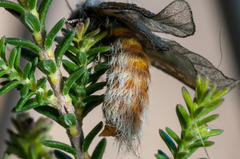 Psycharium pellucens