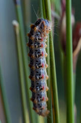 Psycharium pellucens