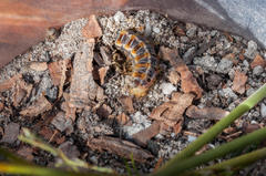 Psycharium pellucens