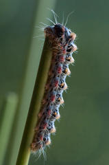 Psycharium pellucens