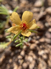 Portulaca suffrutescens