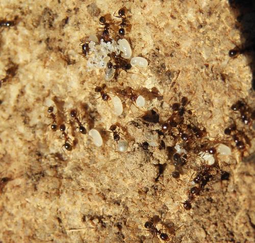 Pheidole asperaPheidole aspera