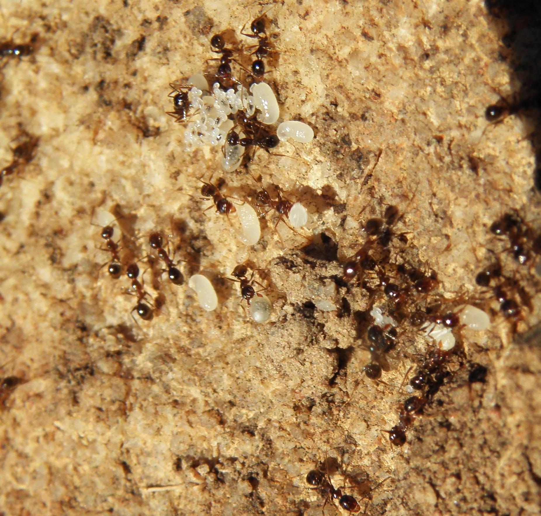 Pheidole aspera