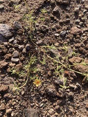 Portulaca suffrutescens