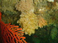 Eunephthya thyrsoidea