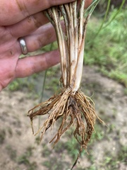 Fimbristylis tomentosa