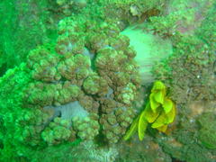 Eunephthya thyrsoidea