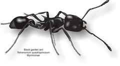 Tetramorium sericeiventre