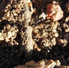 Tetramorium sericeiventre
