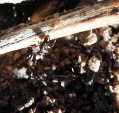 Tetramorium sericeiventre