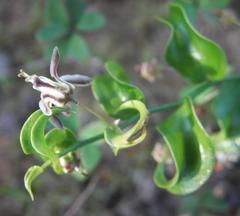 Asparagus multituberosus