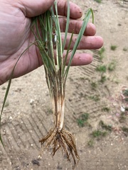 Fimbristylis tomentosa